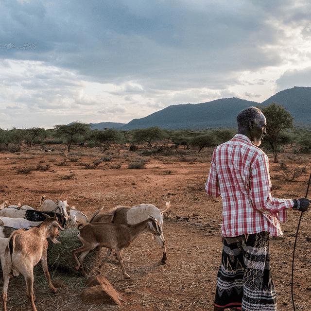 Man with goats