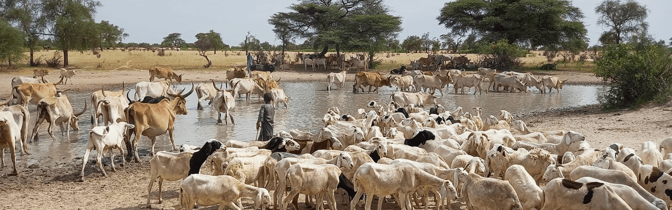 Cattle and goats gathered at a watering hole